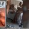 Part 2; Læak Sext@pe Video Of Drunk SHS Ghanaian High School Girl Fvcked Brut@lly By Multiple Boys In An Apartment At Gun Point, when returning back from shopping And She Was just Engaged last week, The Boys Are On The Run Currently From Security Agencies