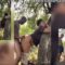 Leaked Part 1: Married Couple From Rwanda, Eric And Keza, Live Out Their Outdoor Fantasy Against A Tree In A Busy Bush Path – He First Ate Her From Behind Then Fucked Her Hard
